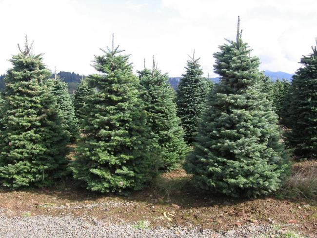 El Ayuntamiento de Torrejón de Ardoz recoge los árboles navideños de los vecinos del 7 al 18 de enero para replantarlos en las zonas verdes de la ciudad